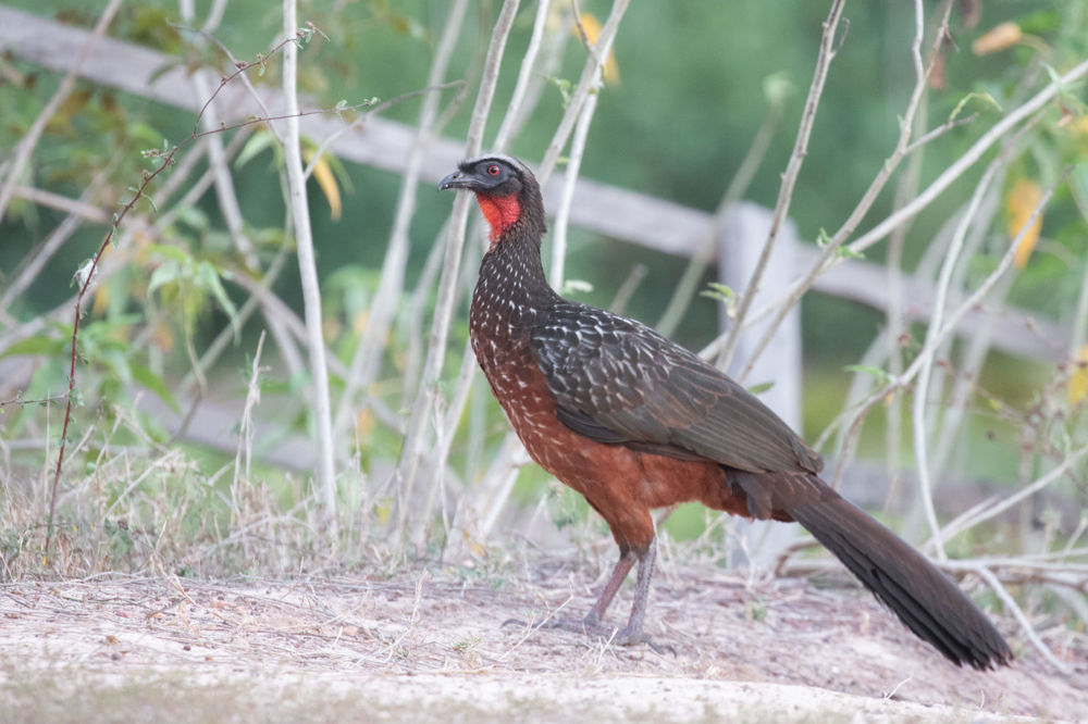 Chestnut-bellied Guan